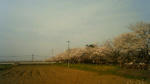 さくら2010-6