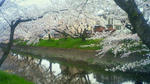 さくら2010-7