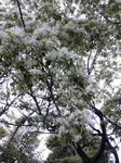 なんじゃもんじゃ（ヒトツバタゴ　花アップ