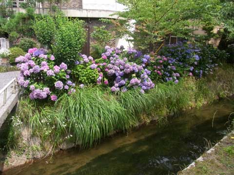 哲学の道に咲いていたあじさい