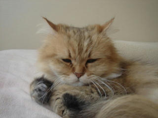 まだ眠いにゃり