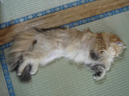 畳はいいにゃー１