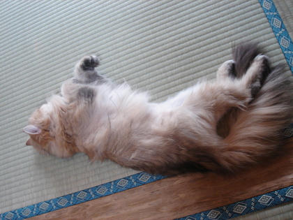 畳はいいにゃー２