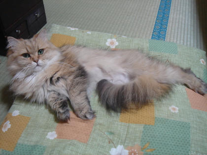 優雅なマダム風