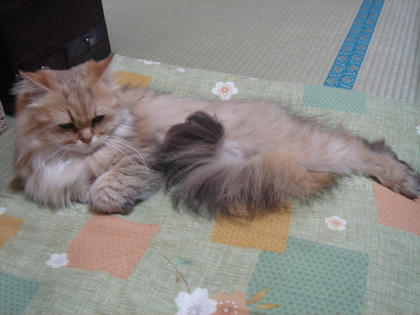 愁いを帯びた風