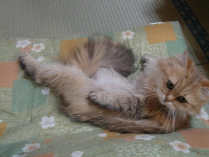 これは｡｡｡？