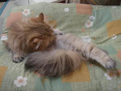 にゃにやってるんだか｡｡｡