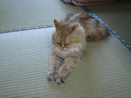 にゃんでかにゃ