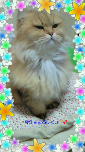 今年もよろしくﾆｬ♪