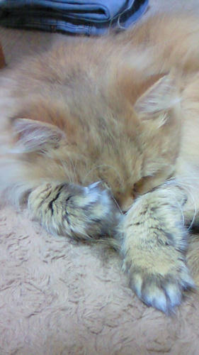 めんぼくにゃい