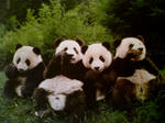 pandapans.jpg