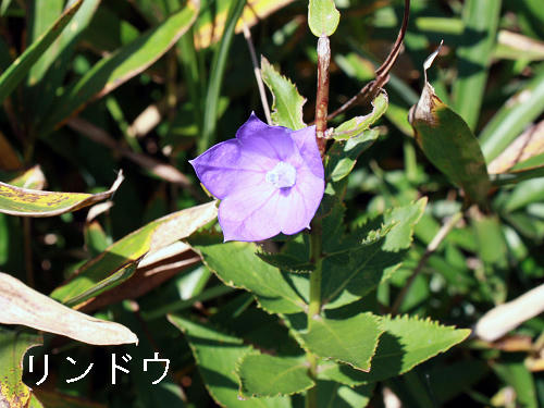 IMG_0091s.jpg