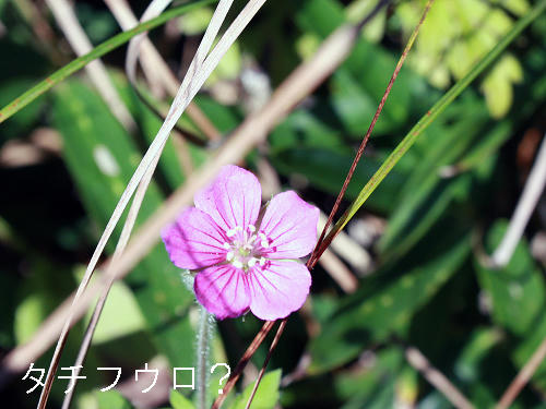 IMG_0084s.jpg