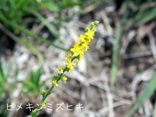 IMG_0038s.jpg