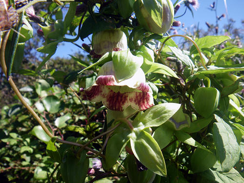 IMGP5046s.jpg