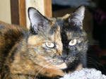20080120