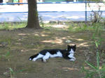 公園猫