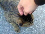 なつく猫