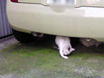 車の下猫１
