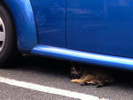 車の下猫2