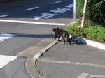 neko20100103