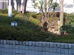 neko20100103a