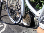 自転車ねこ