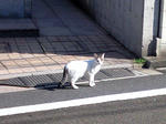 振り向きねこ2