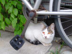 黄色目猫