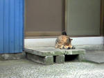 しまねこ