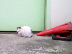 コーン猫