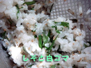 2009_B87.jpg