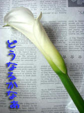 2009_B131.jpg