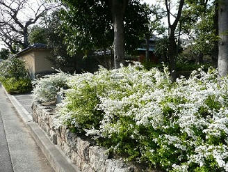 P1300527.JPG