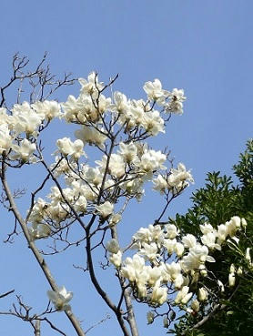 P1300530.JPG