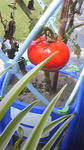 tomato.jpg