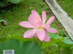 DSCN1239.jpg