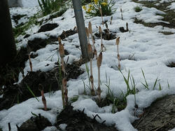 IMGP0897.jpg