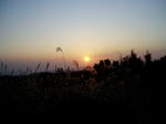 ススキ＆夕日