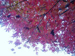 紅葉２