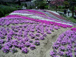 芝桜