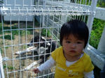 チッチと羊追い犬