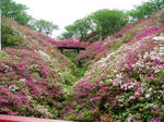 つつじ園