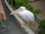 ペリカン