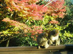箕面の猿