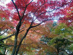 一番紅かった木