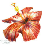 hibiscus.JPG