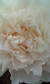 rosewhite.png