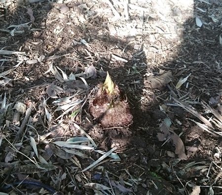 タケノコ掘り初日　丸々太った筍を土の中に見つけました