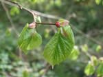 DSCF1190-2.jpg